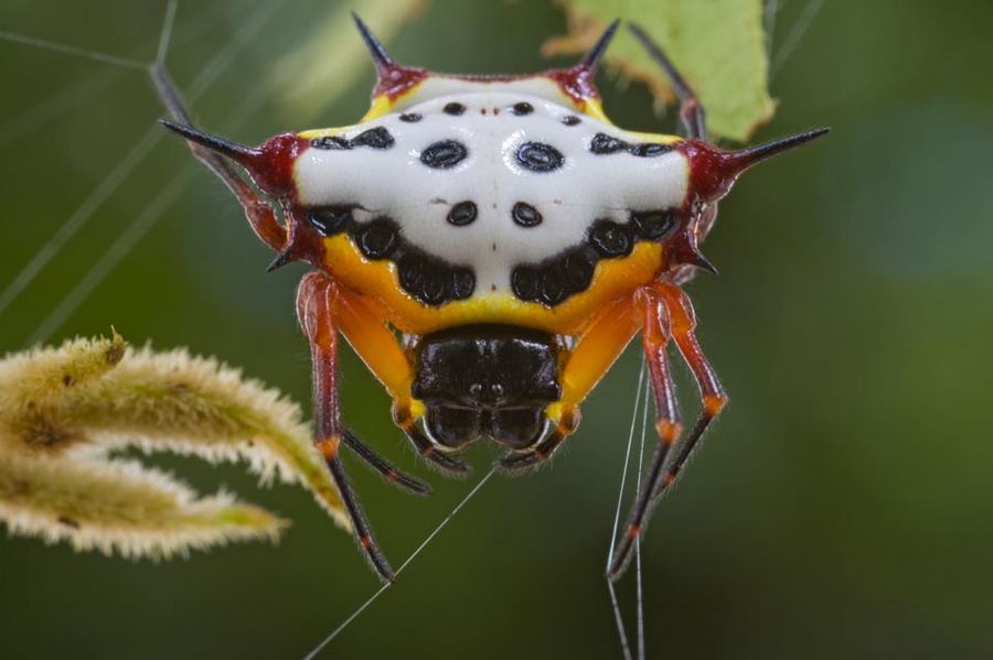 Тайная жизнь насекомых