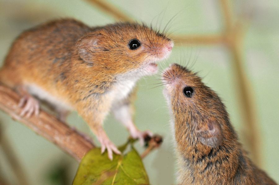 Мышь-малютка (лат. Micromys minutus)