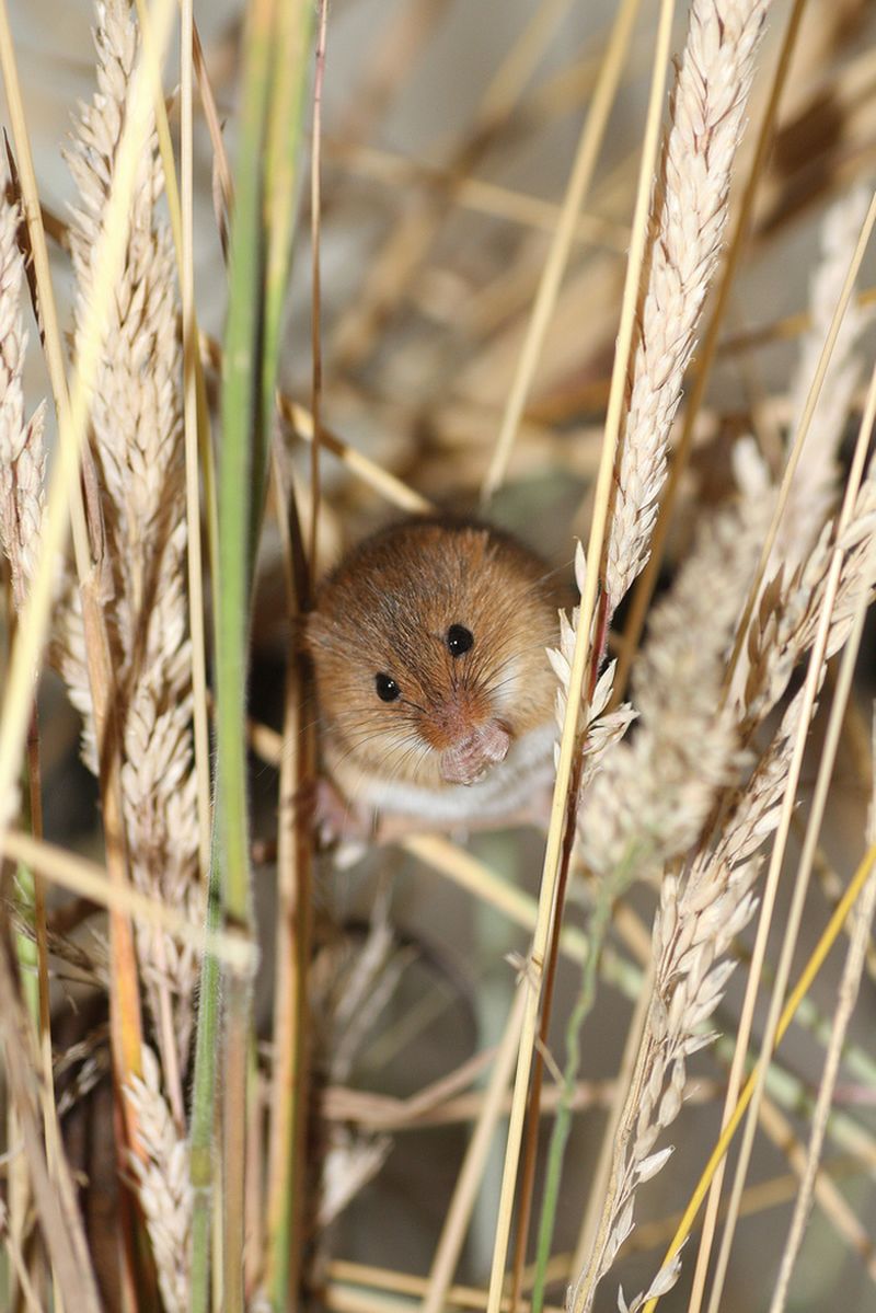 Мышь-малютка (лат. Micromys minutus)