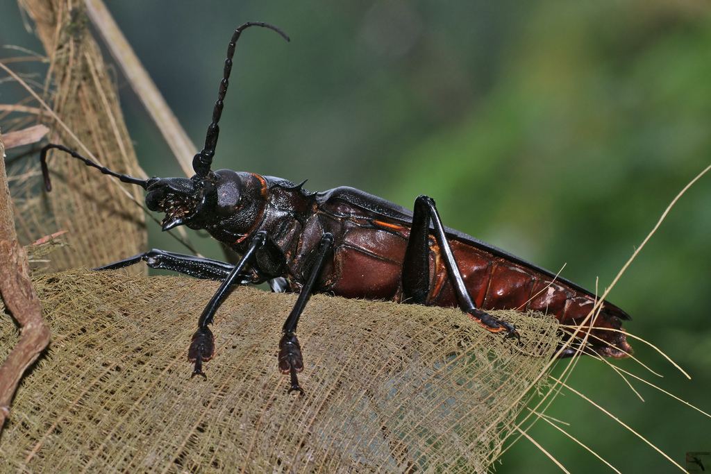 Дровосек-титан (лат. Titanus giganteus) - гигант мира насекомых