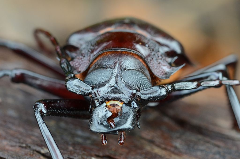 Дровосек-титан (лат. Titanus giganteus) - гигант мира насекомых