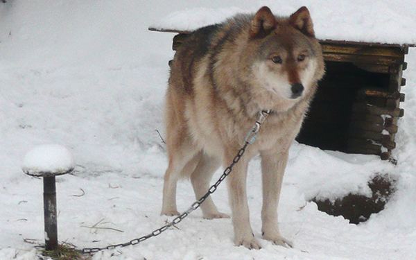 В центре спасения волкособов на Аляске