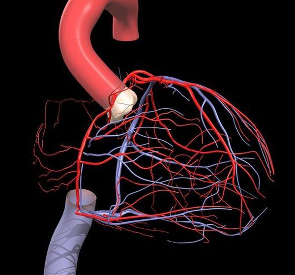 Артерии и вены, обеспечивающие кровоснабжение сердца 