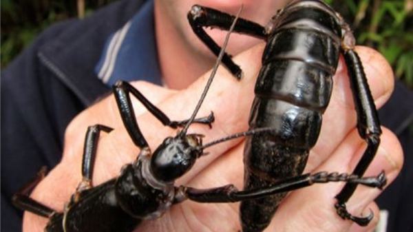 Гигантский палочник - самое редкое насекомое в мире