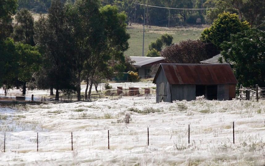 Австралийский городок переживает нашествие пауков