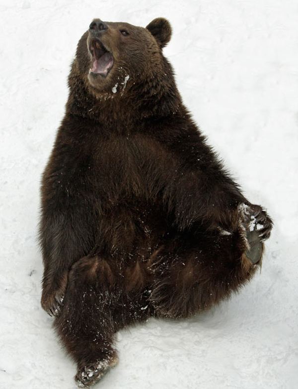 Зимние забавы баварских медведей