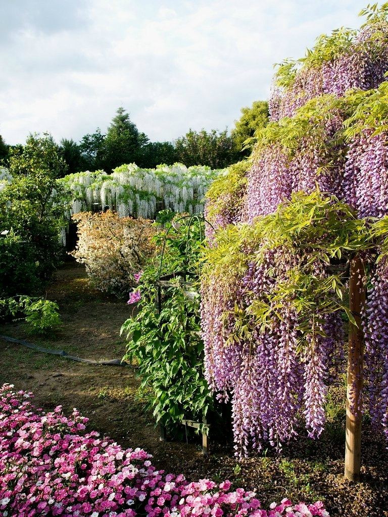 Цветущая вистерия в парке цветов Асикага, Япония