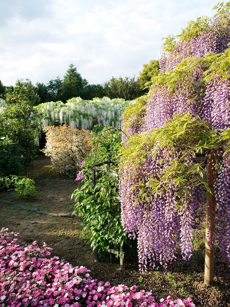 Цветущая вистерия в парке цветов Асикага, Япония