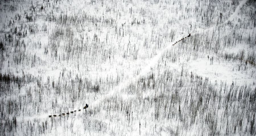 Гонка на собачьих упряжках - Iditarod 2012
