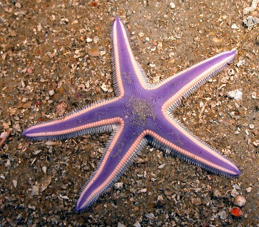 Интересное о морских звездах