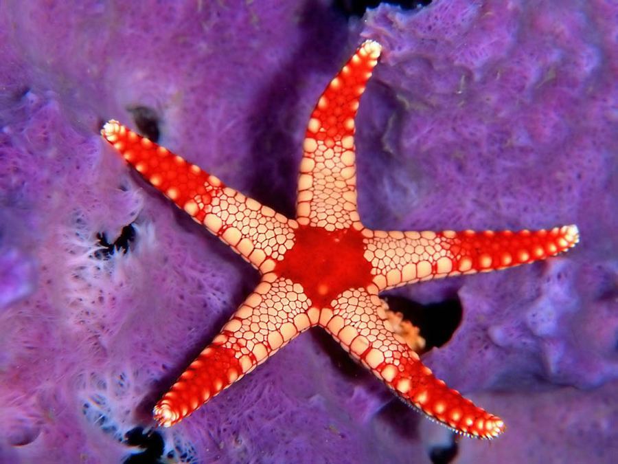 Интересное о морских звездах