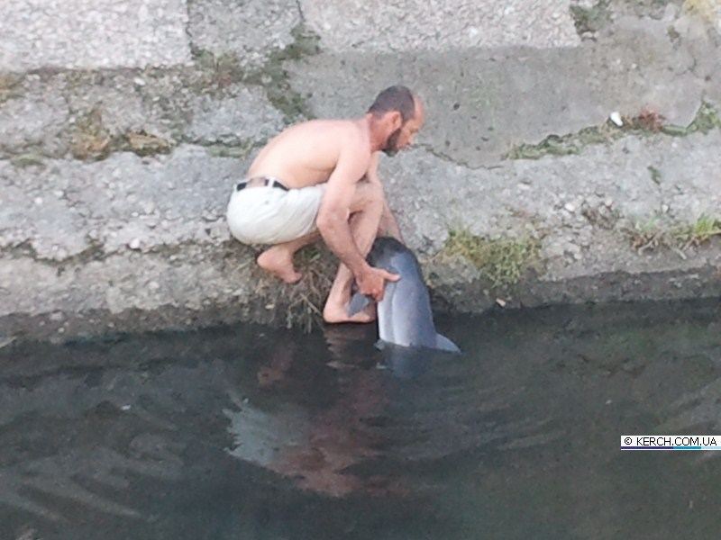 В Керчи горожанин спас дельфина