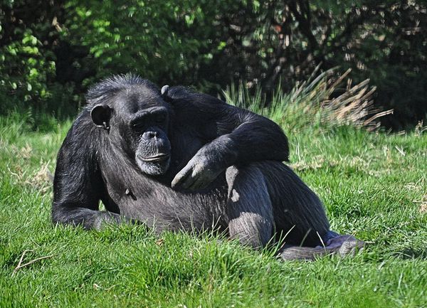 Шимпанзе обладают личностными характеристиками даже в отсутствие человека-наблюдателя.