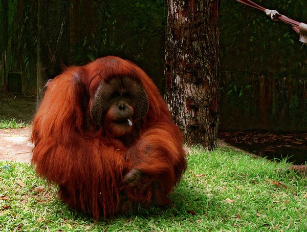 Орангутанг-самец; наросты на щеках указывают на зрелость и готовность к продолжению рода. 