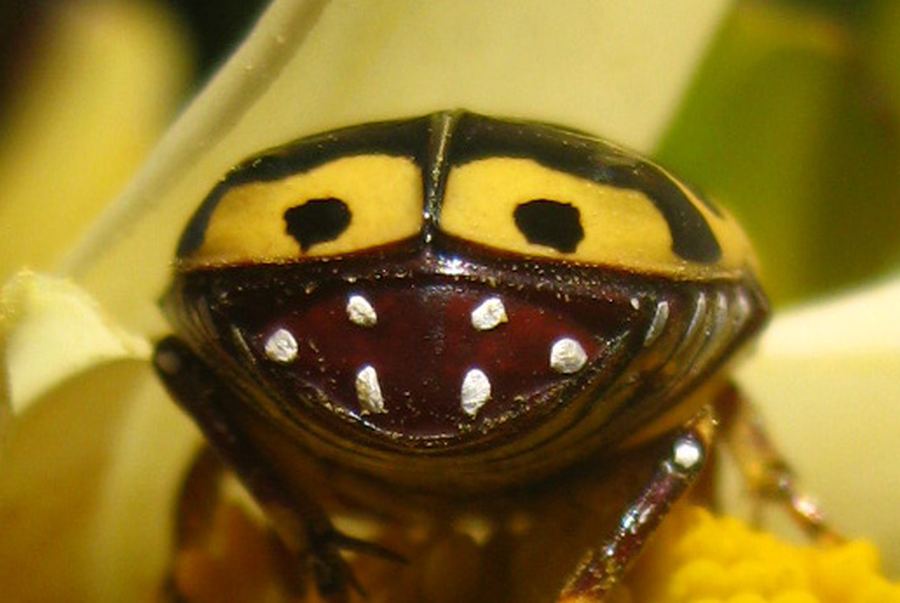 Мимикрия майского жука