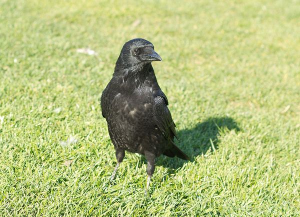 Приспосабливаясь к городскому окружению, чёрные вороны научились различать людей и других птиц по голосам.