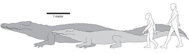 Сравнительные размеры Crocodylus thorbjarnarsoni и современного крокодила, человека древнего и человека нынешнего