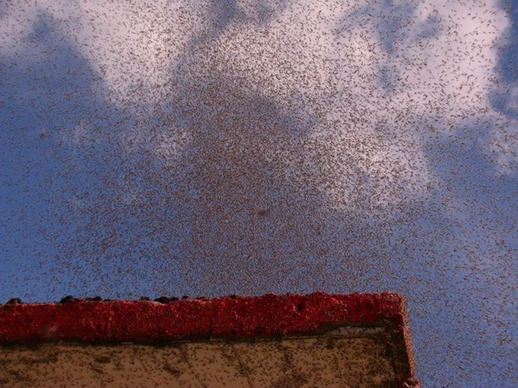 Нашествие комаров на деревню Никольцы, Бералусь
