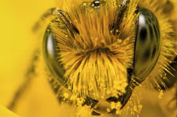 Интересные факты из жизни пчёл