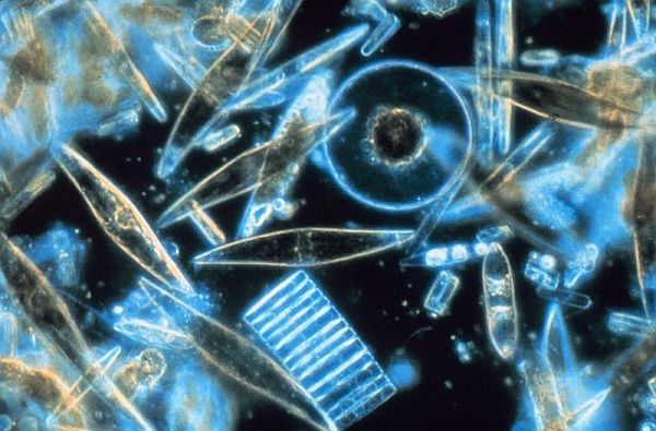 Диатомовые водоросли (фото NOAA).