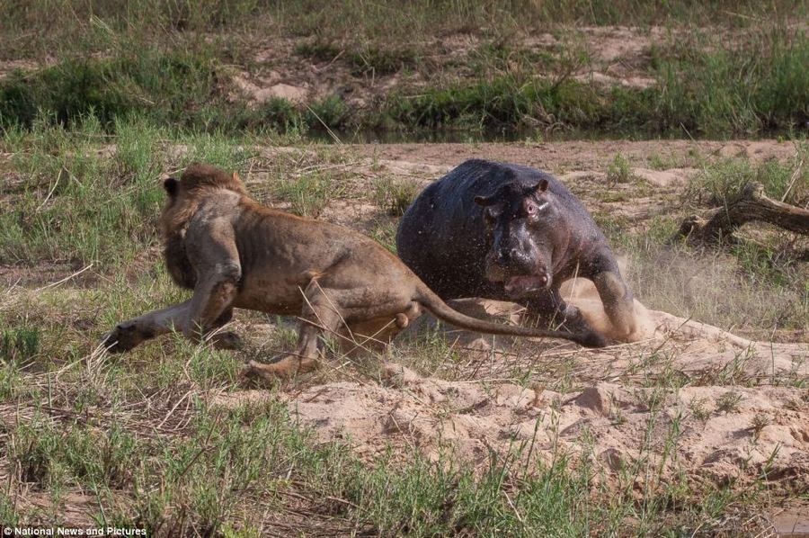 Драма жизни: охота львов на гиппопотама