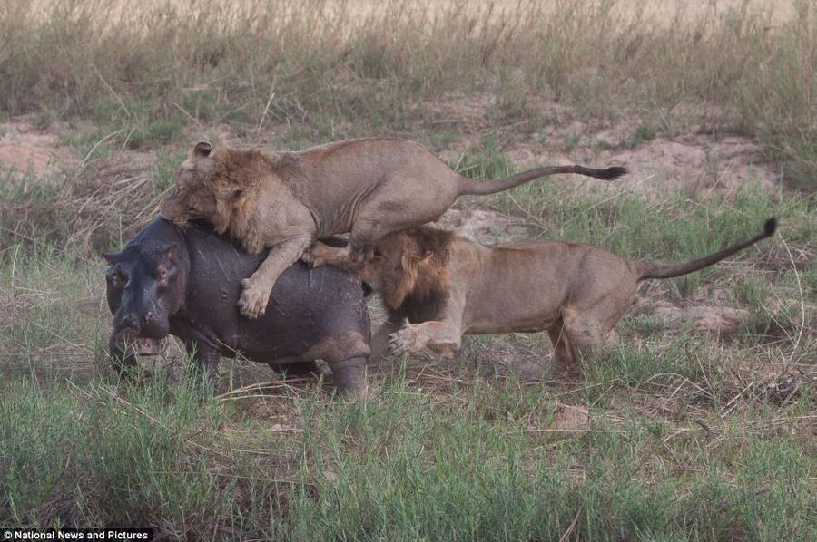 Драма жизни: охота львов на гиппопотама