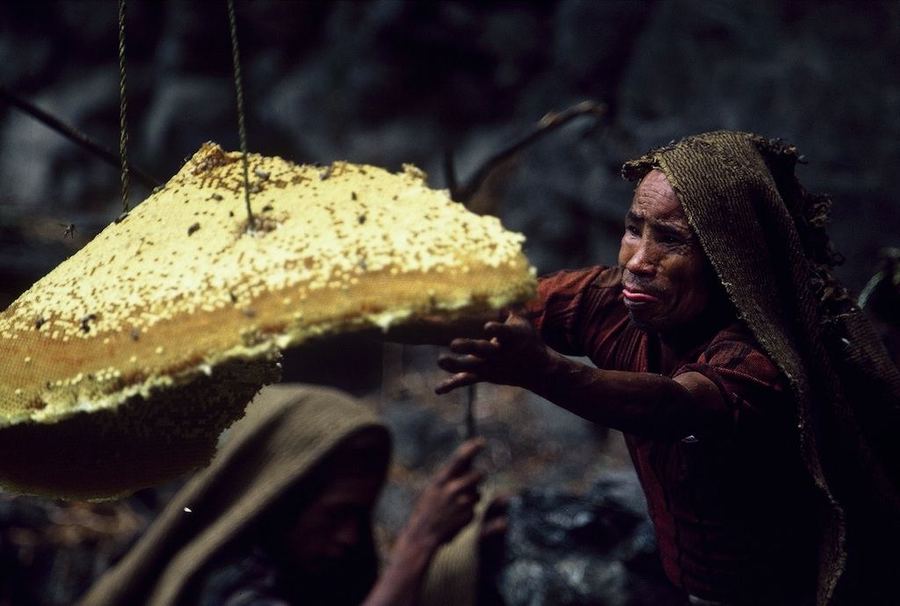 Охотники за диким мёдом в Непале
