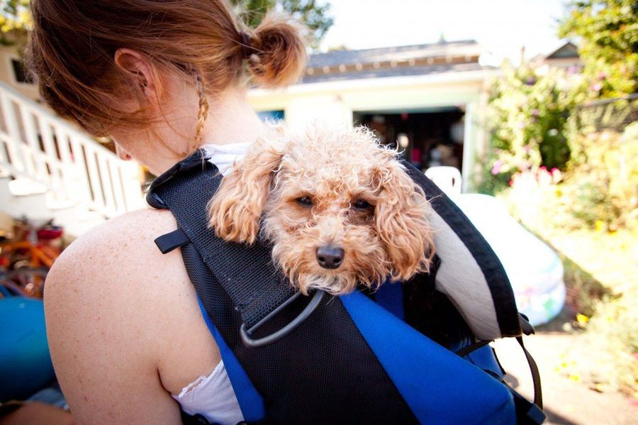 Одна история из жизни Лапшички Рамен - собаки инвалида