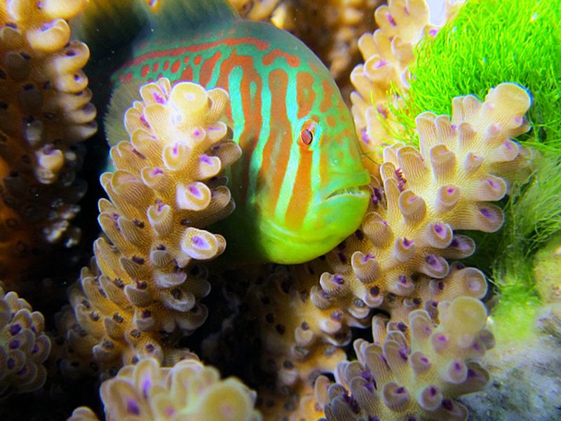 Коралловый бычок G. histrio, приплывший на призыв коралла, чтобы избавить его от токсичной зелёной водоросли C. fastigiata (фото Danielle Dixson / Georgia Institute of Technology).