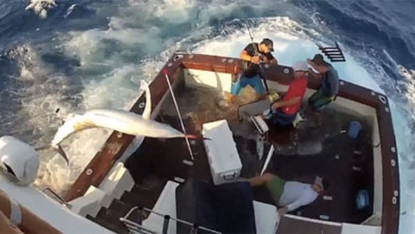 В схватке с марлином пострадал один рыбак (фото: news.com.au)