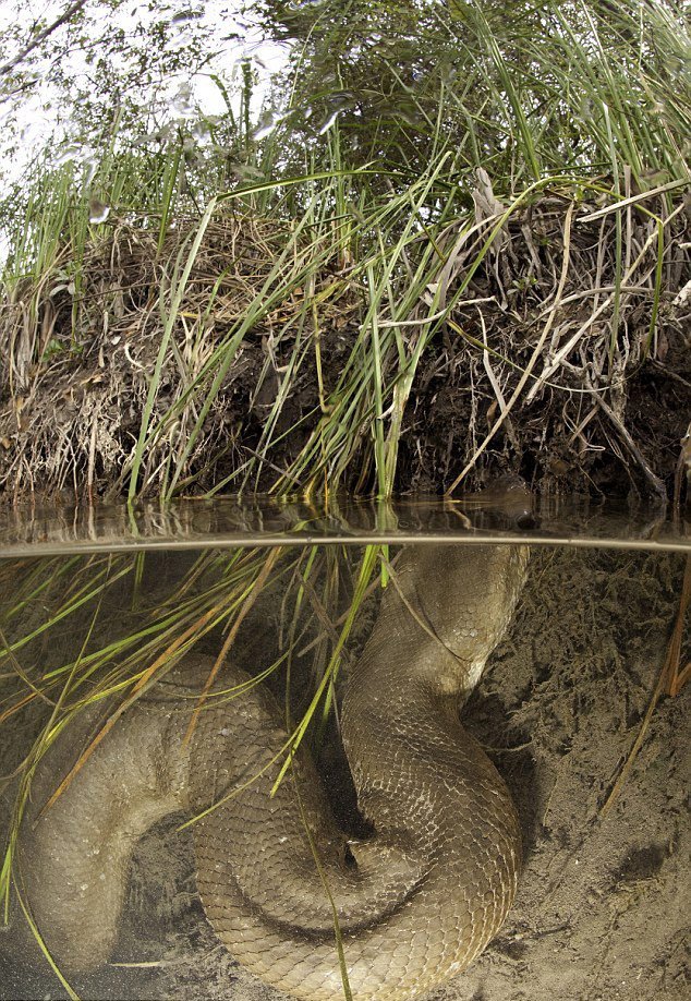 Фотограф погрузился в Амазонку, чтобы сфотографировать 8-метровую анаконду