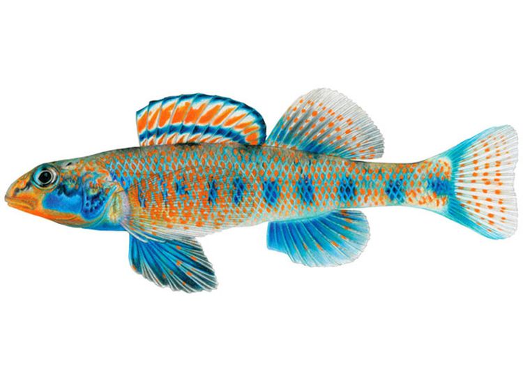 Открытый ими новый вид рыбок называется Etheostoma obama. Это небольшая, 