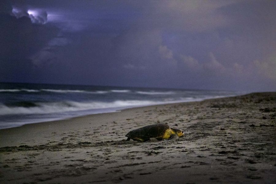 Сезон гнездования морских черепах подошёл к завершению