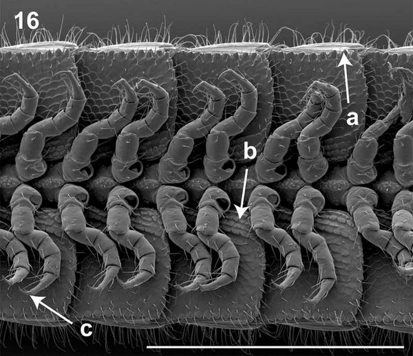Фрагмент тела многоножки I. plenipes под электронным микроскопом.