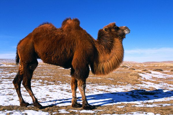 Двугорбые верблюды тысячелетиями приспосабливали свой обмен веществ к суровым условиям обитания. 