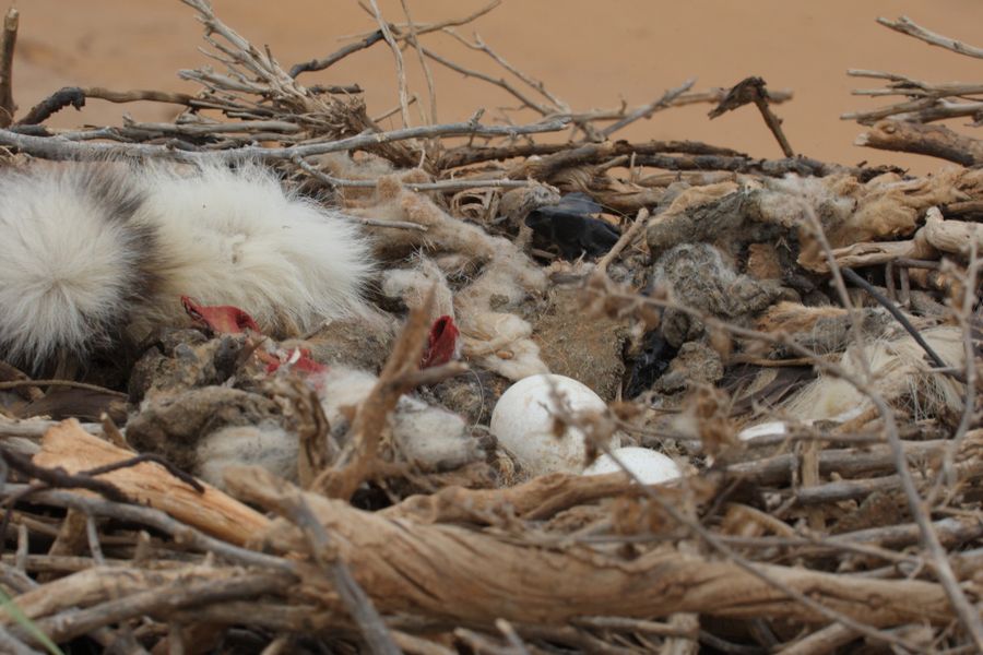 Фоторепортаж о жизни степных орлов