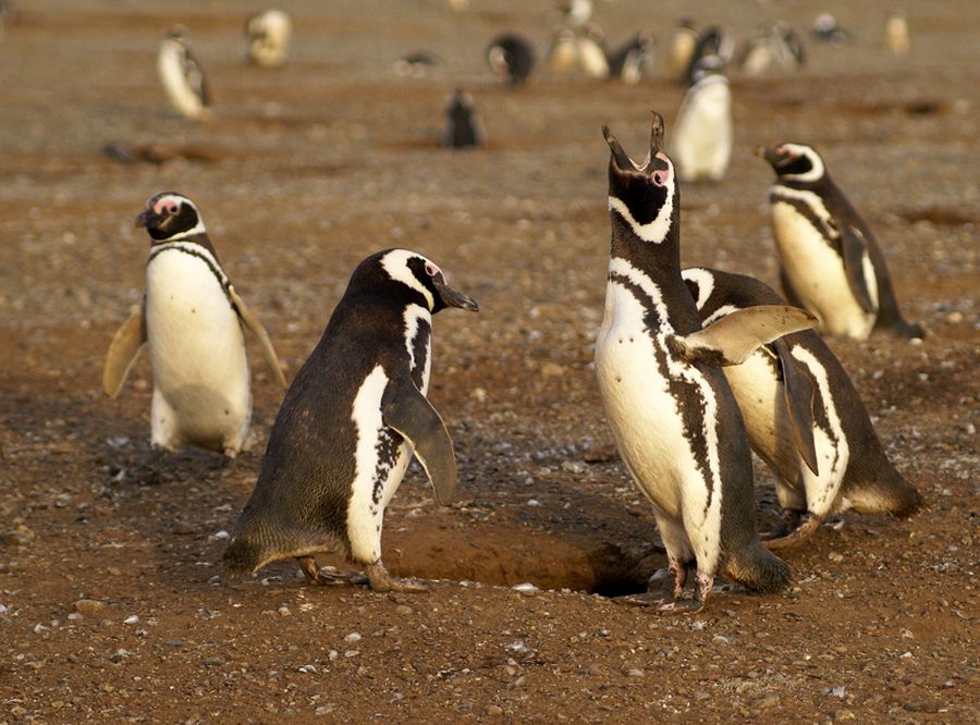Магелланов пингвин, или магелланский пингвин (лат. Spheniscus magellanicus)