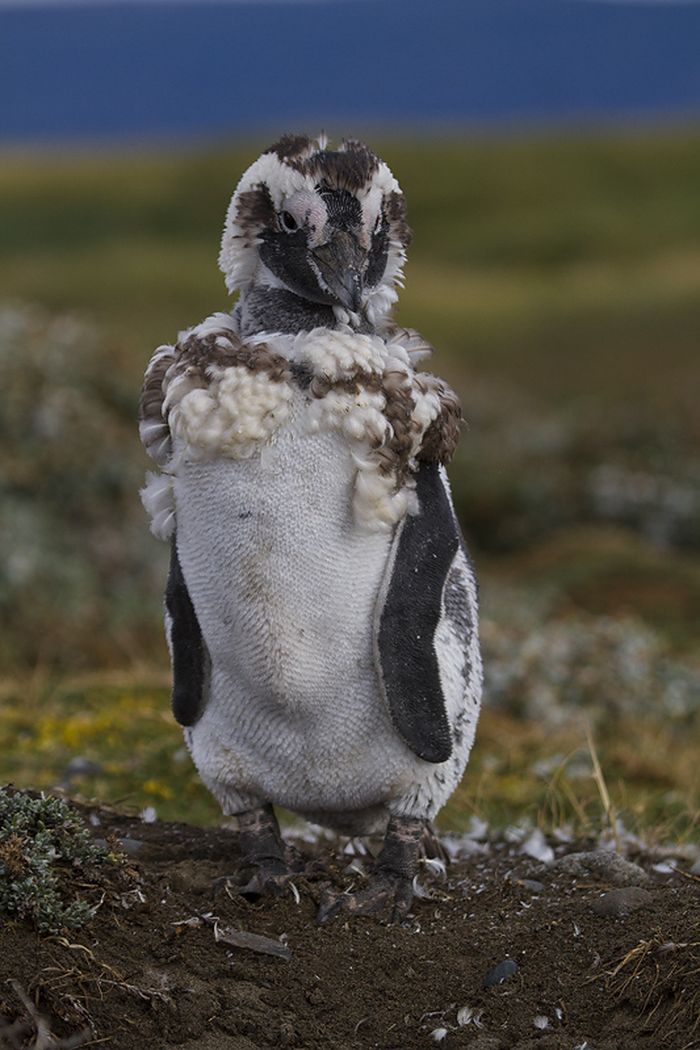 Магелланов пингвин, или магелланский пингвин (лат. Spheniscus magellanicus)