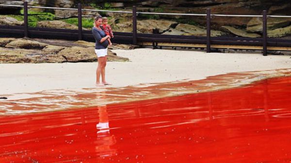 Власти не рекомендуют заходить в воду в период цветения (фото: news.com.au)