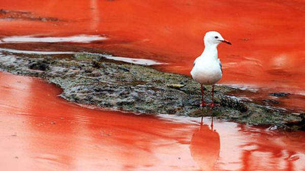 Красный цвет воде придают особые водоросли в период цветения (фото: news.com.au)
