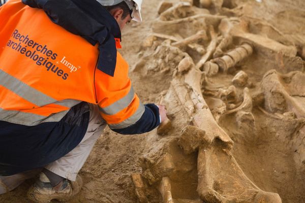 В центре Европы найдены останки мамонта