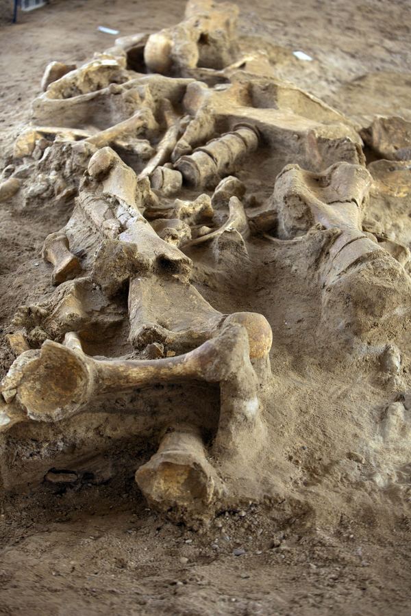 В центре Европы найдены останки мамонта