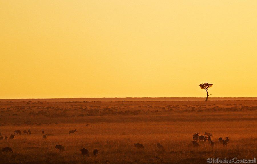 Дикая природа Африки от Marius Coetzee
