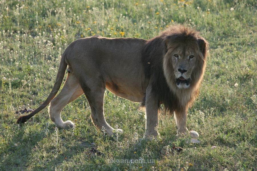 Уникальный парк львов в Крыму