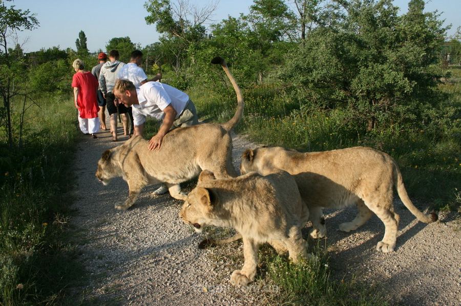 Уникальный парк львов в Крыму