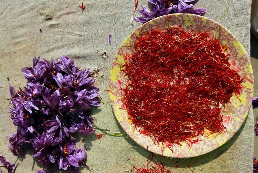 Уборка урожая шафрана в Индии