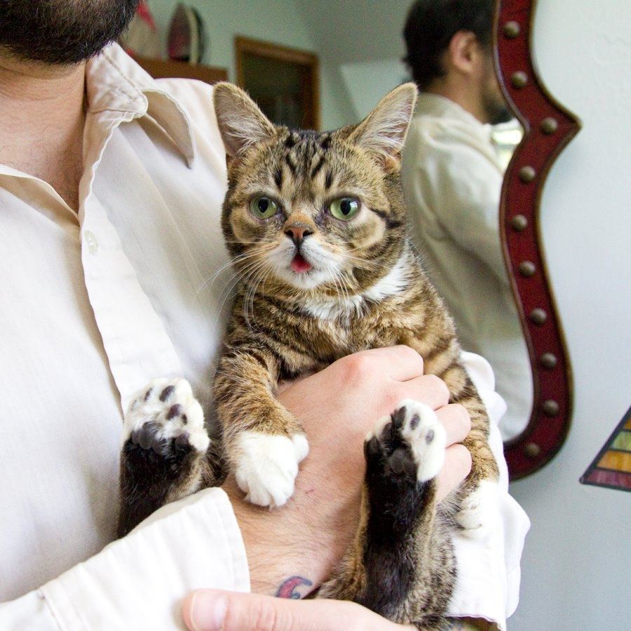 Кошка Малышка с короткими лапками и глазами навыкате стала интернет-хитом