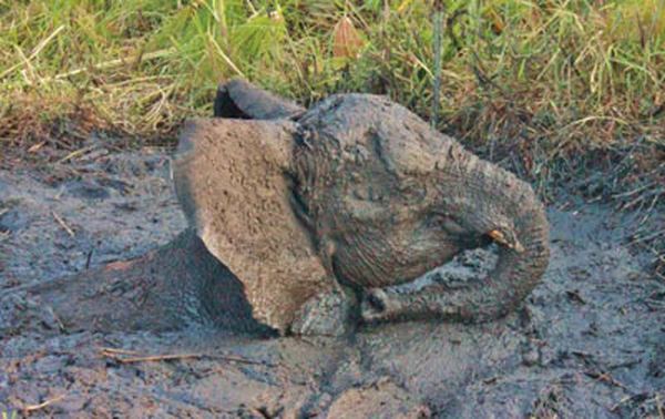 5-летний слоненок по уши увяз в болоте (фото http://www.dailymail.co.uk/)