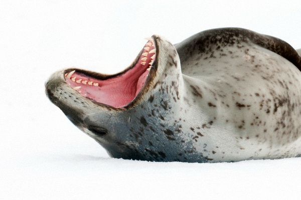 Самка морского леопарда показывает зубы. (Фото Wayne Lynch / Corbis).