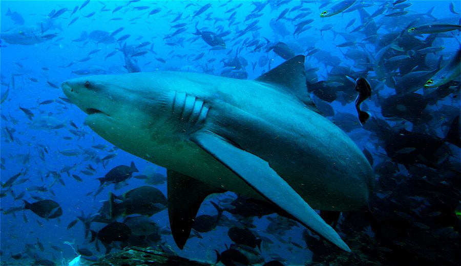 Самые опасные для человека виды акул